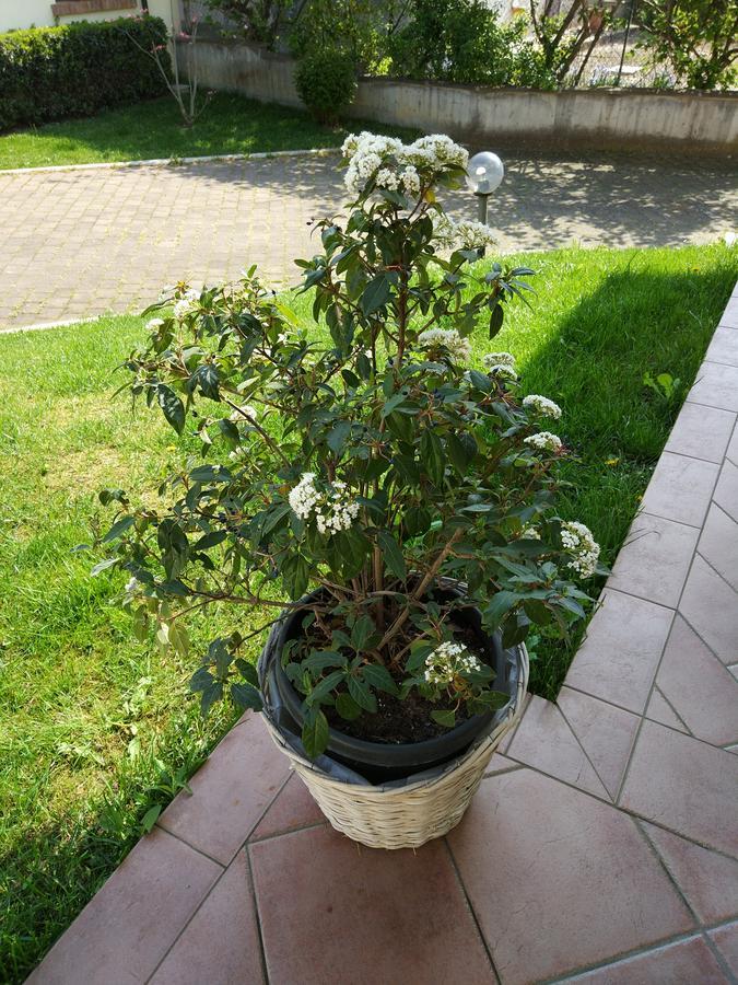 Marinella B&B Cornale Dış mekan fotoğraf
